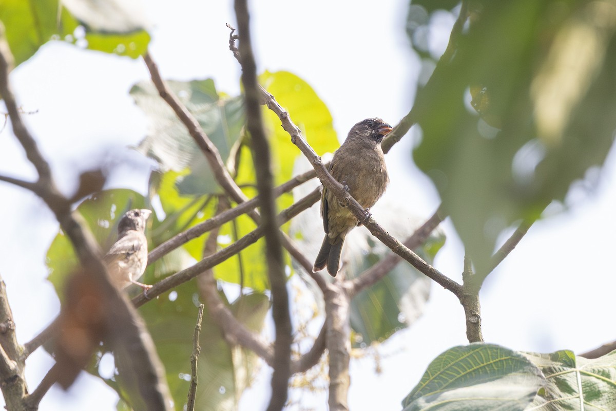 Щедрик товстодзьобий - ML647706042