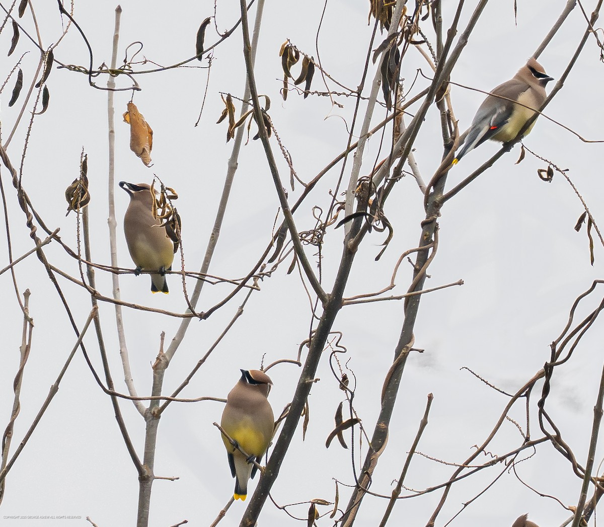 Омелюх американський - ML647706047