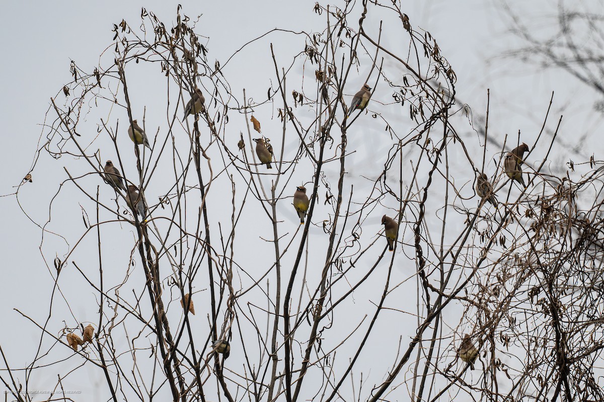 Омелюх американський - ML647706048