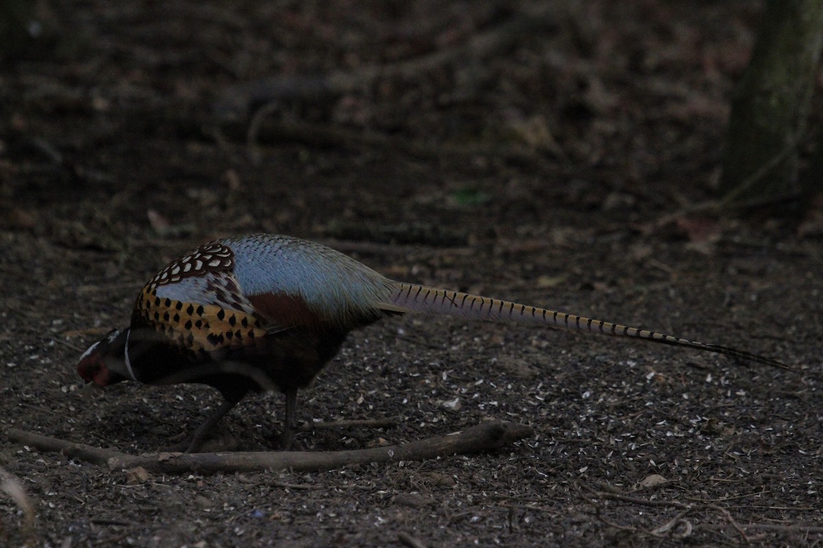 Фазан звичайний - ML647706051