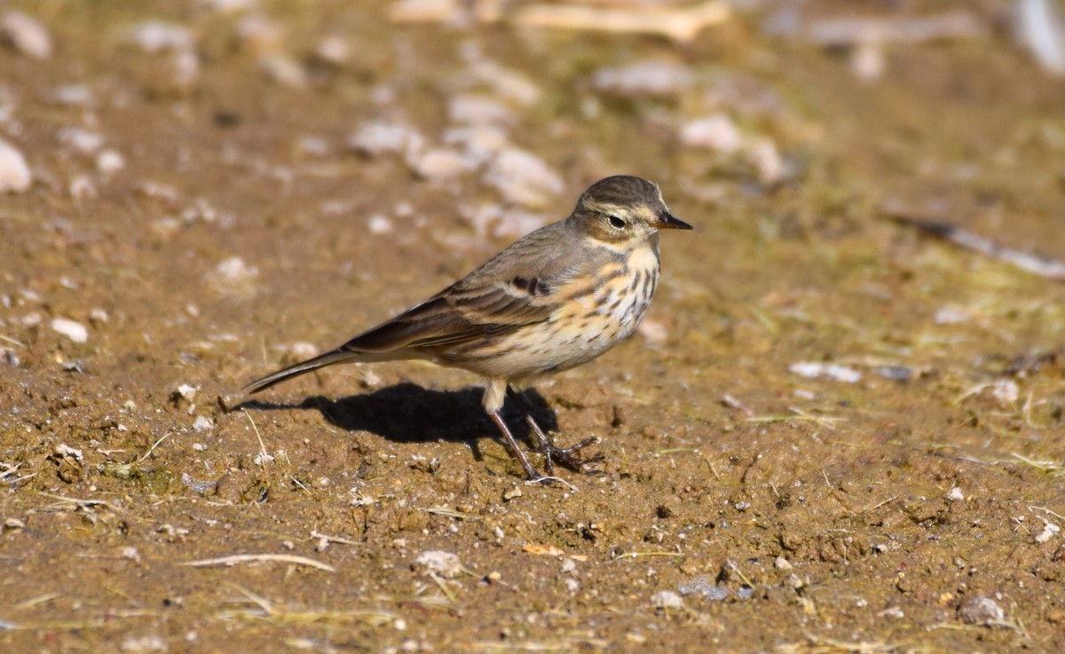 Щеврик американський - ML647706052