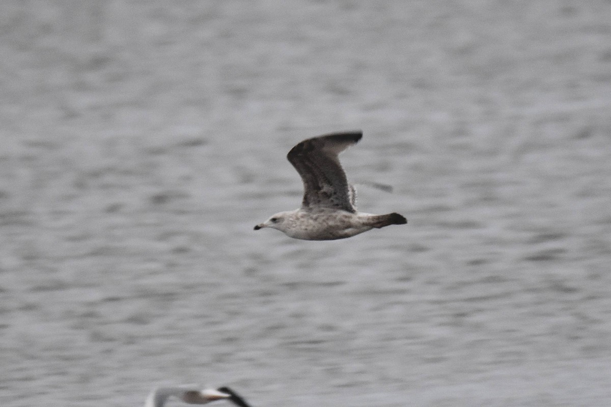 Мартин сріблястий - ML647706053