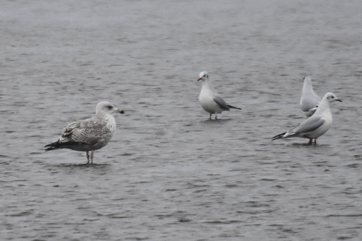 Мартин сріблястий - ML647706054