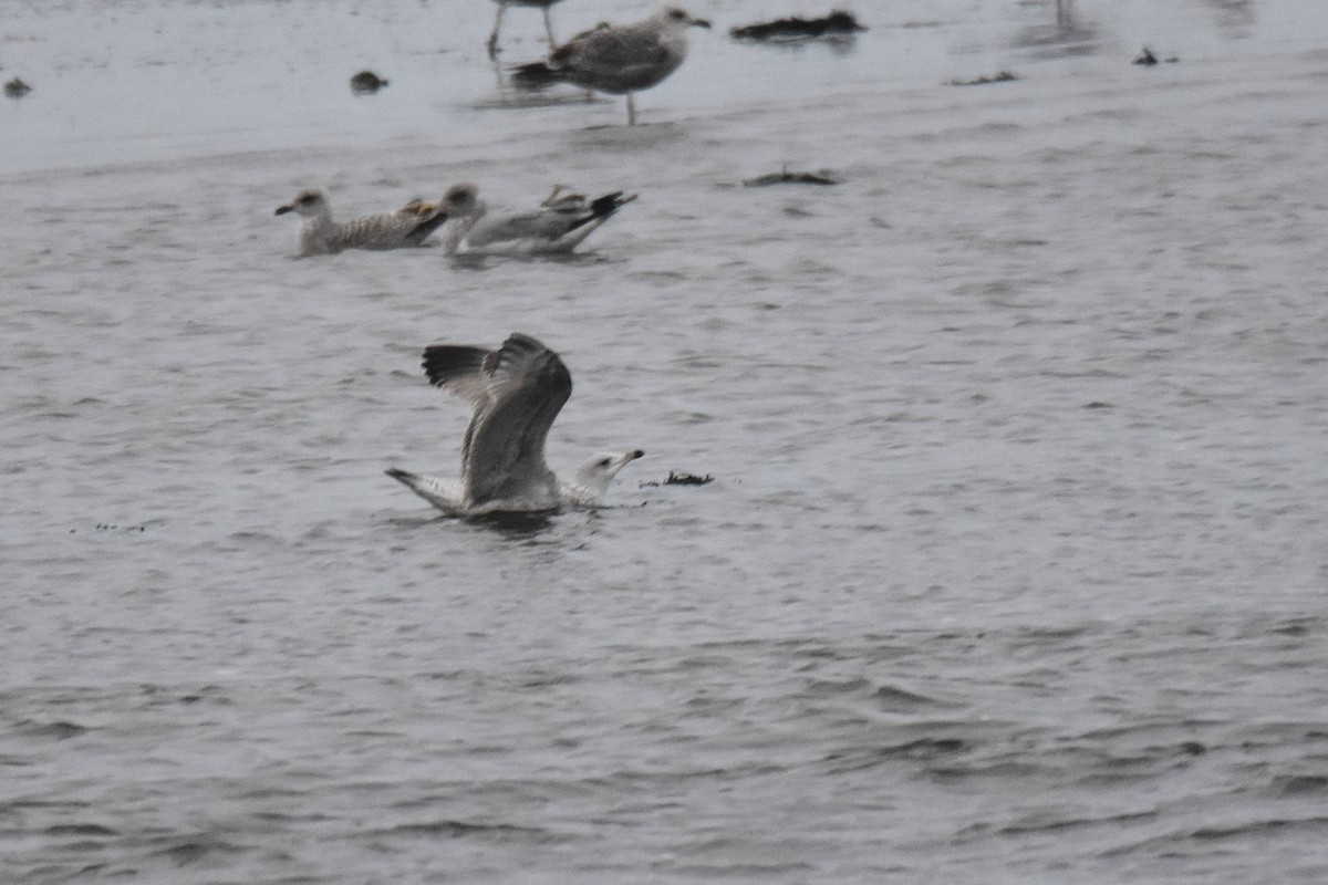 Мартин сріблястий - ML647706055