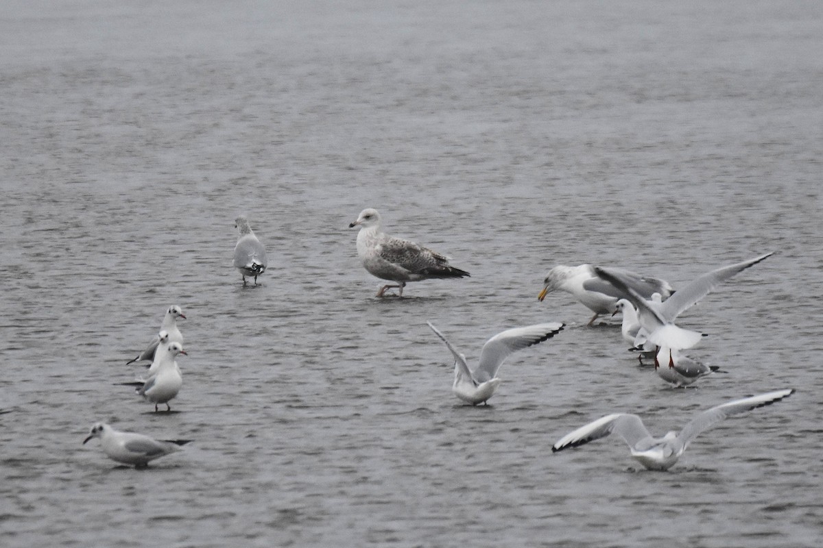 Мартин сріблястий - ML647706056