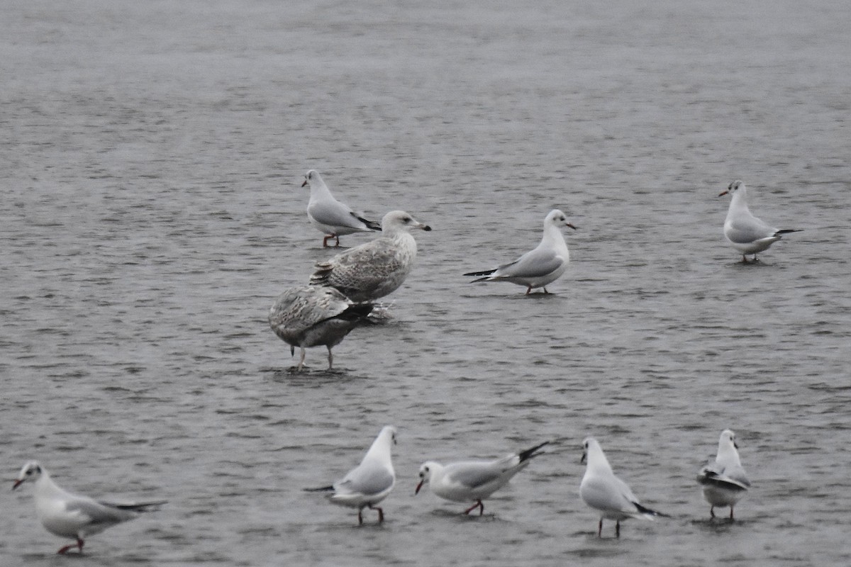 Мартин сріблястий - ML647706057