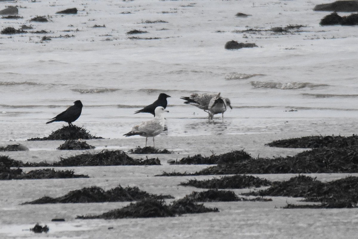 Мартин сріблястий - ML647706058