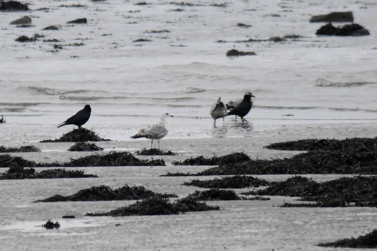 Мартин сріблястий - ML647706059