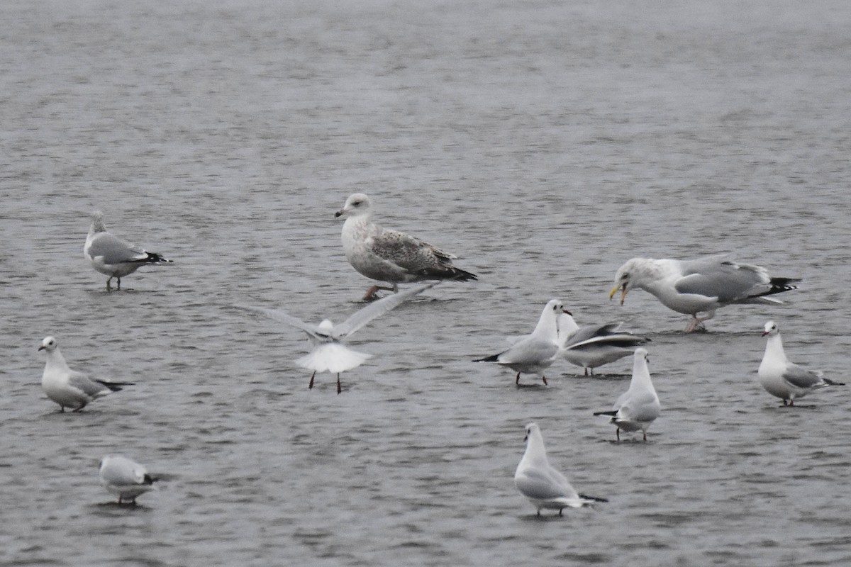 Мартин сріблястий - ML647706060