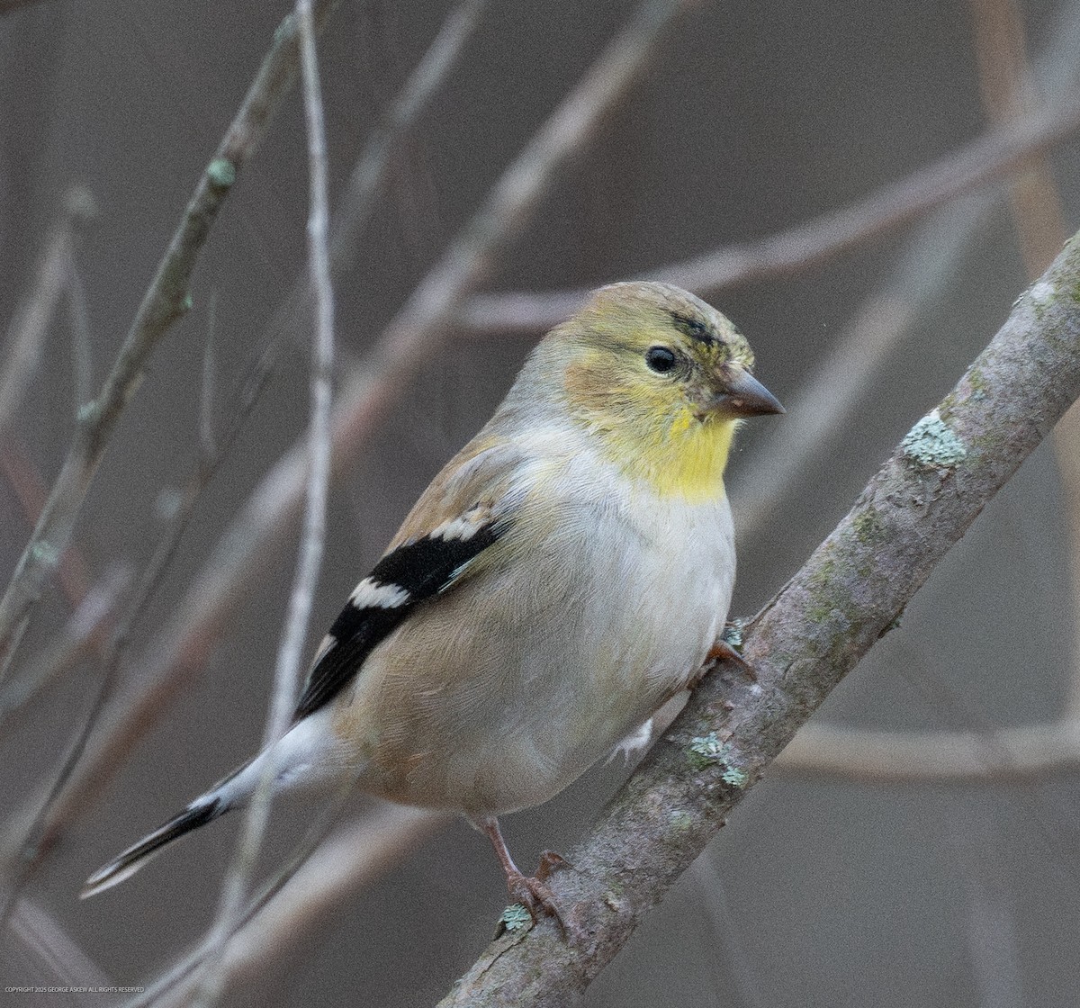 Чиж золотий - ML647706061