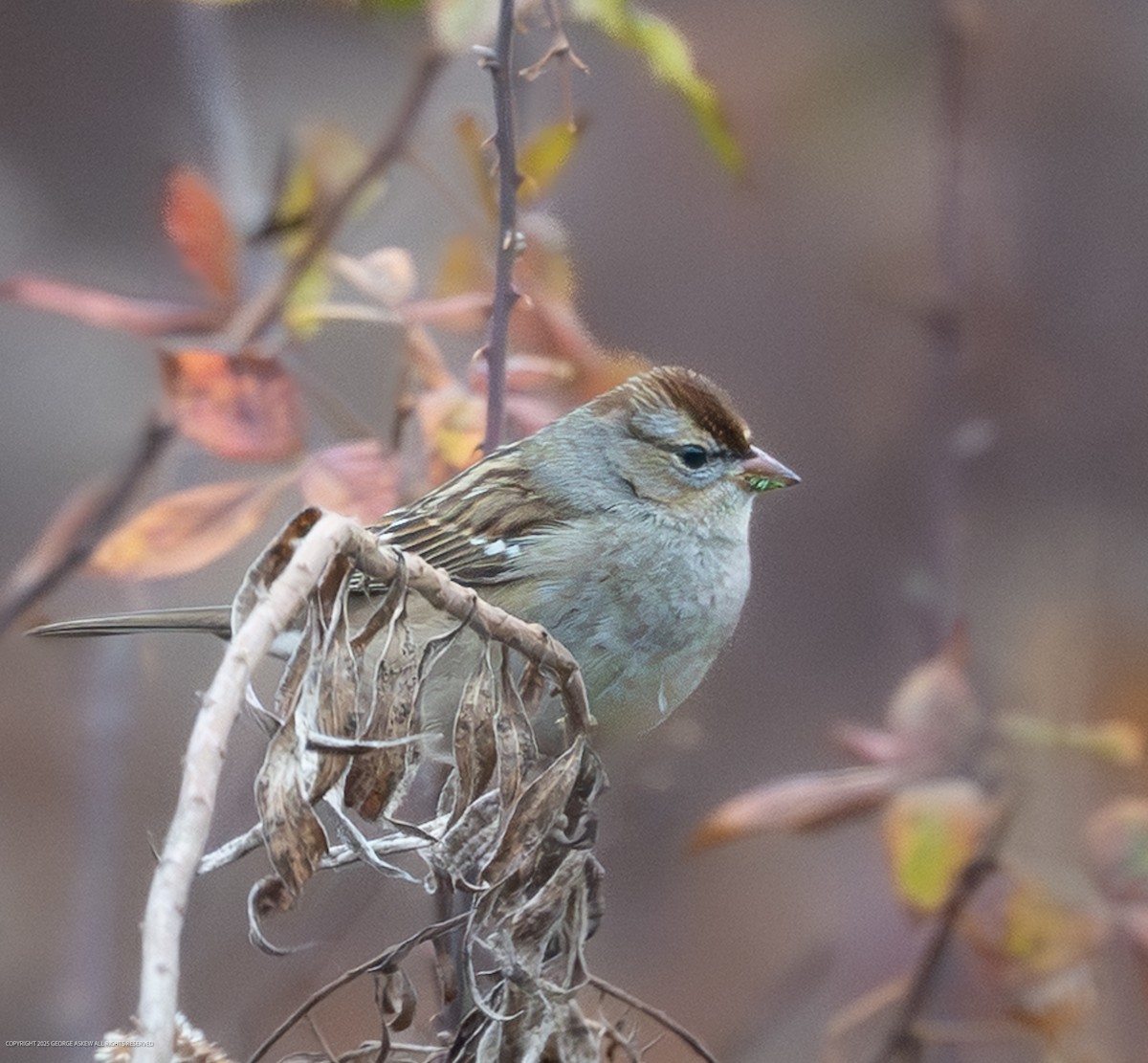 Карнатка білоброва - ML647706063