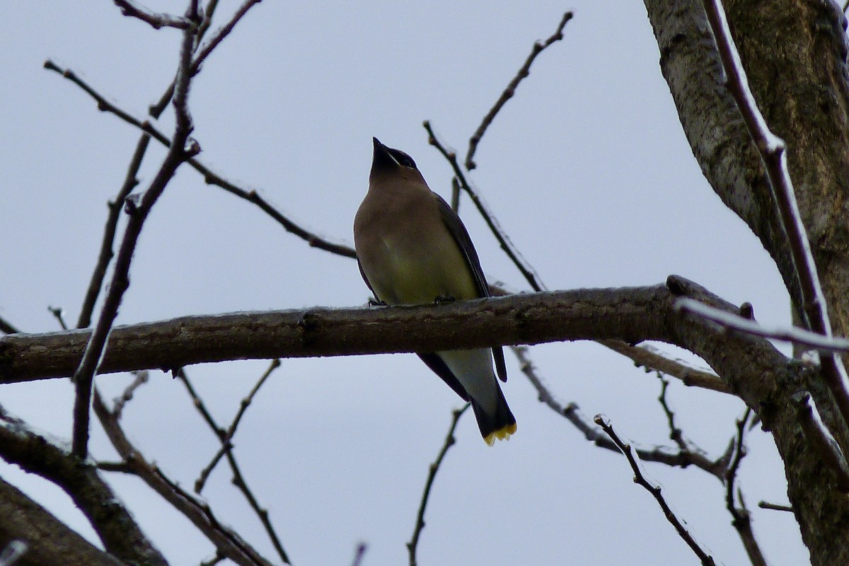 Cedar Waxwing - ML647706066