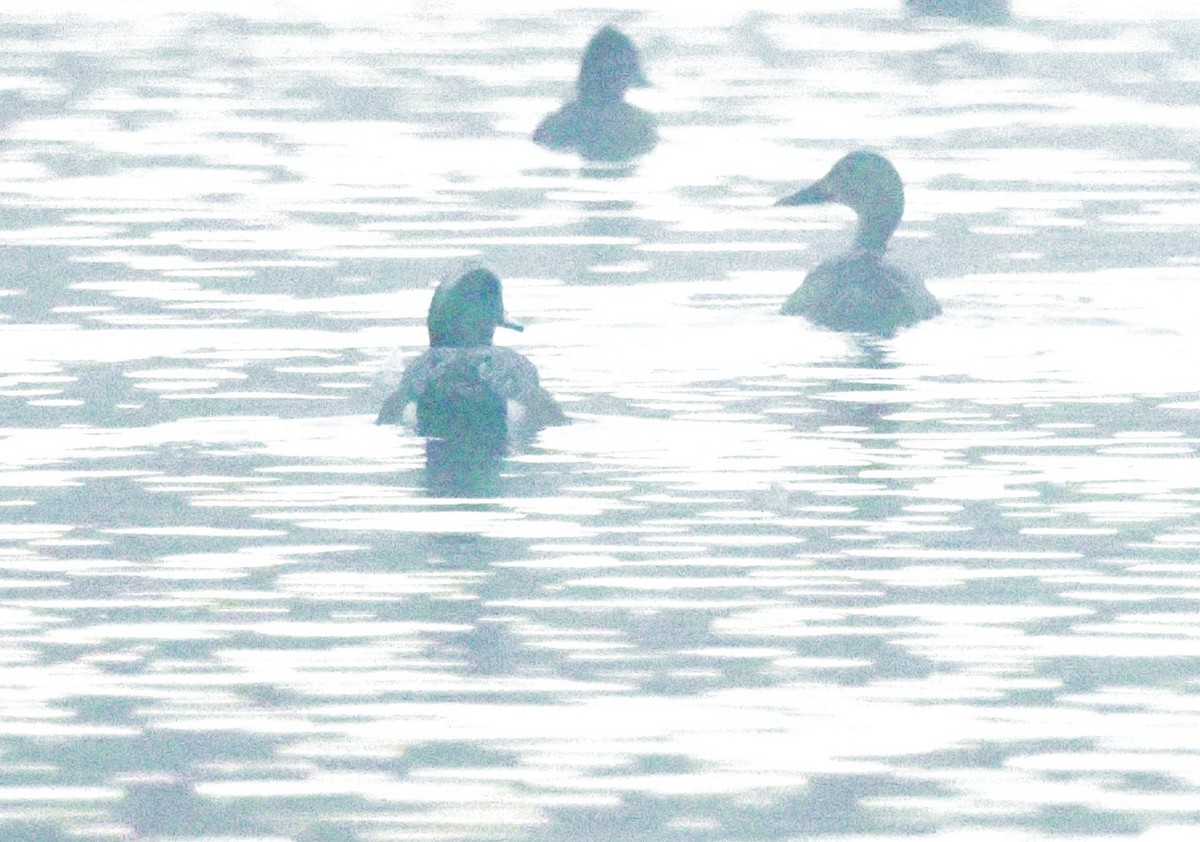 Fuligule à dos blanc - ML647706083