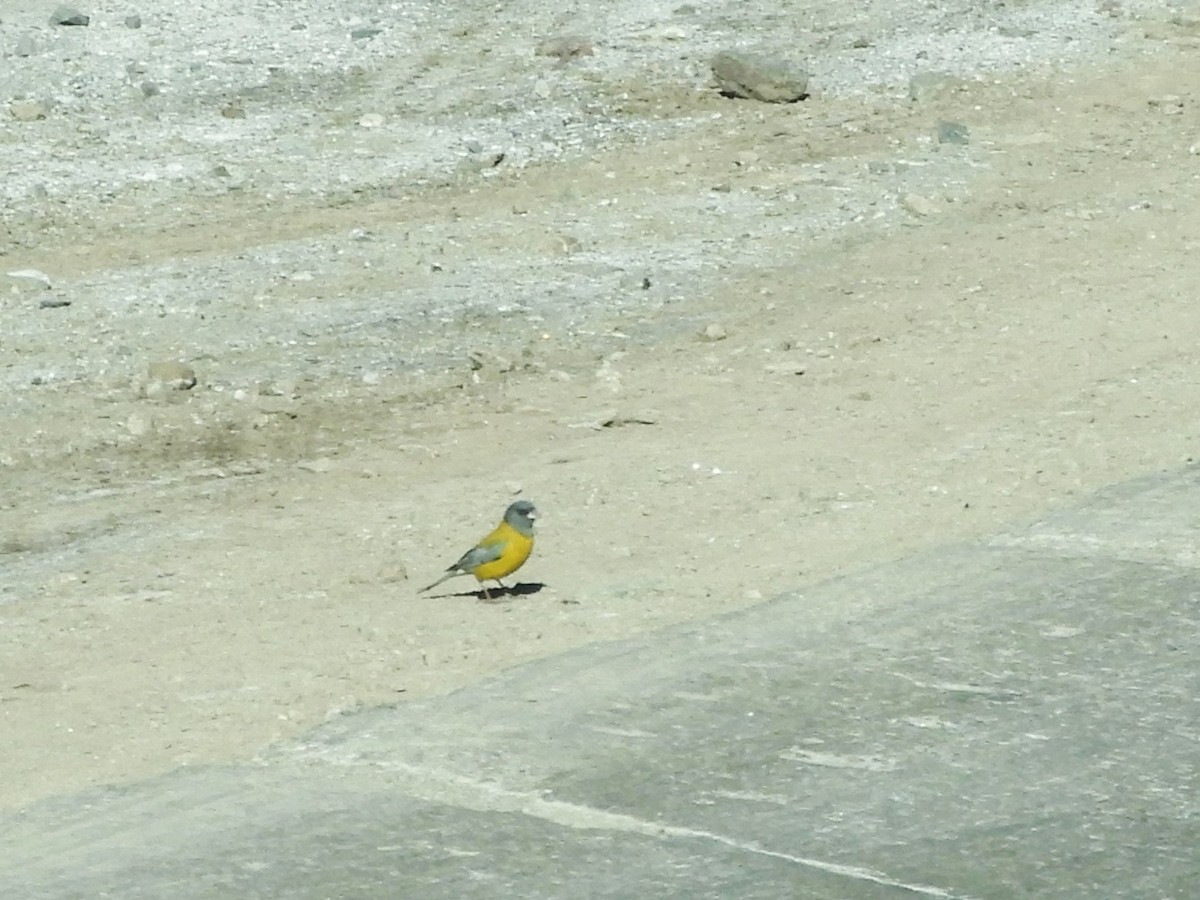 Gray-hooded Sierra Finch - ML647706084