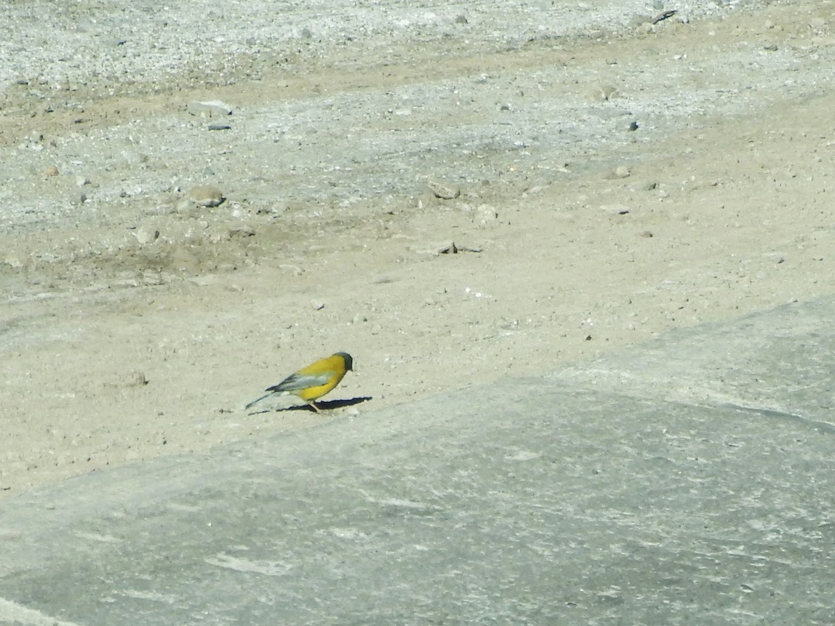 Gray-hooded Sierra Finch - ML647706085