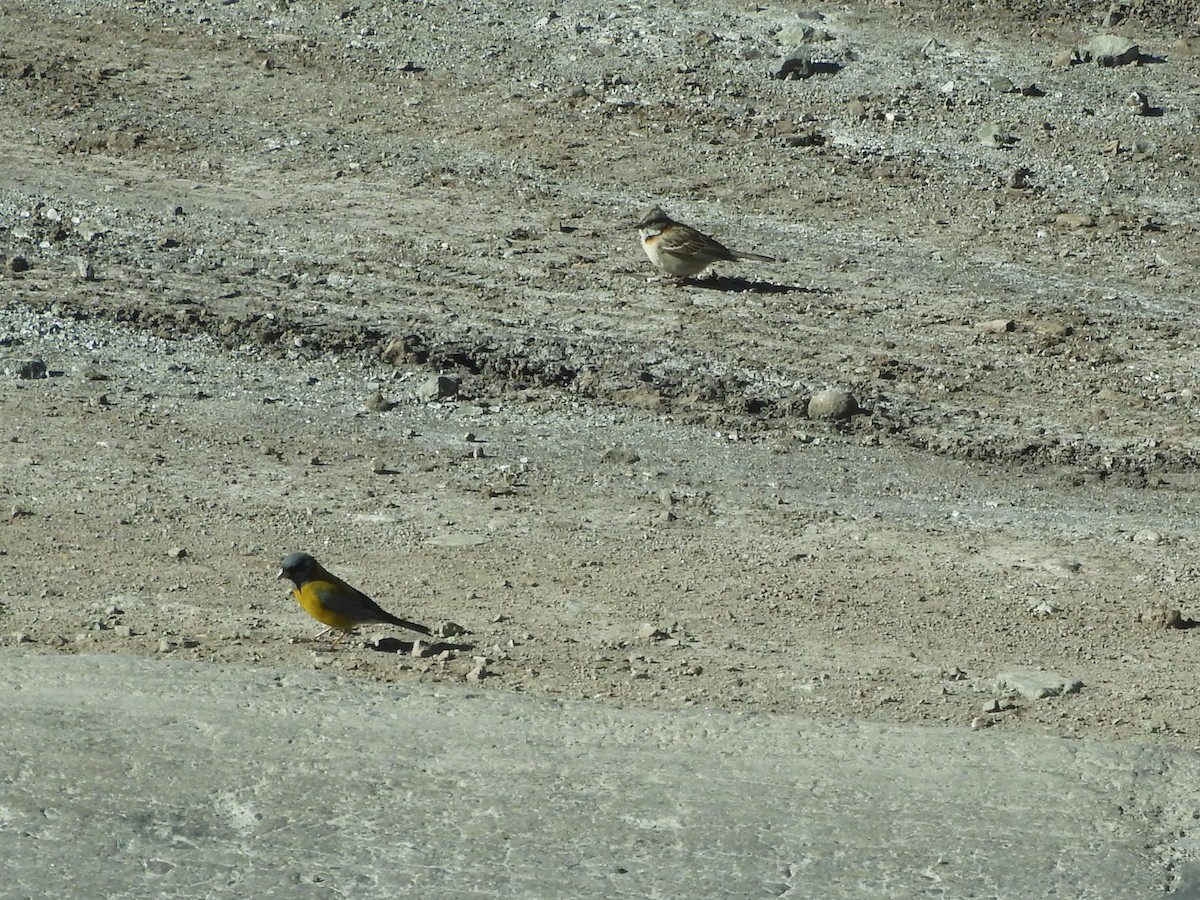 Gray-hooded Sierra Finch - ML647706086