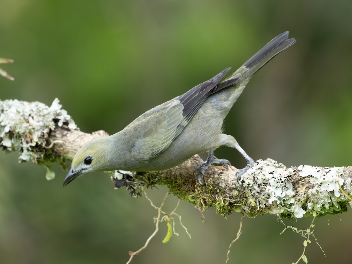 Tangara Palmera - ML647706090