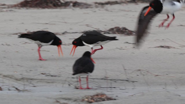 Кулик-сорока довгодзьобий - ML647706092