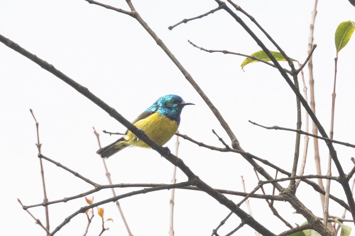 strdimil obojkový - ML647706096