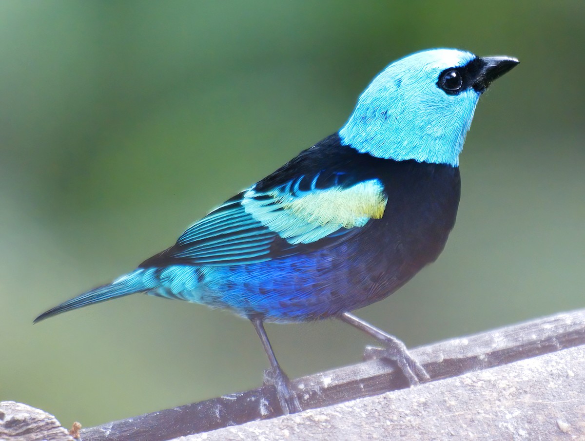 Blue-necked Tanager - ML647706162