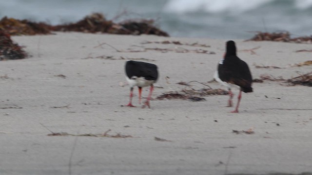 Кулик-сорока довгодзьобий - ML647706191