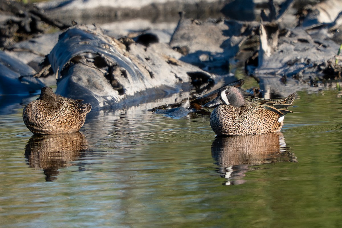 čírka modrokřídlá - ML647706192