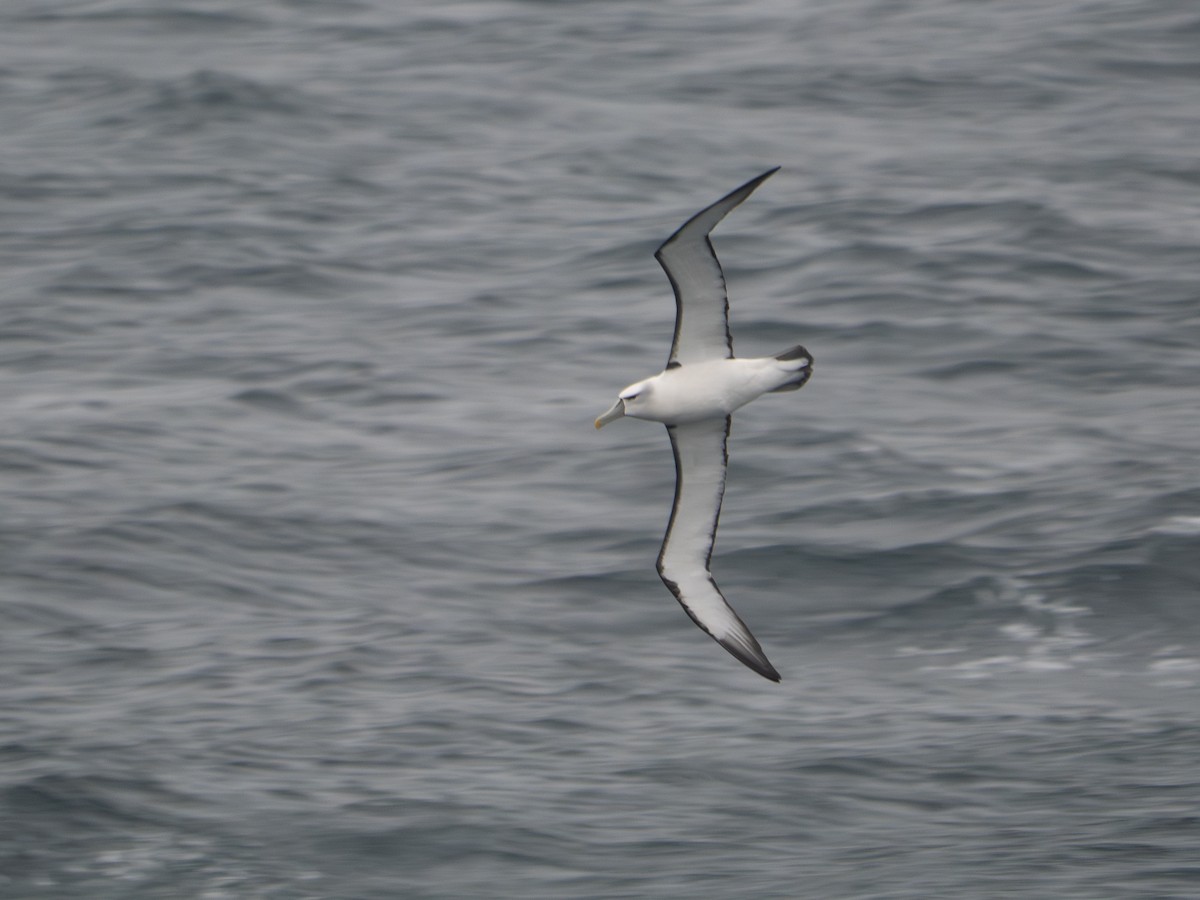 Альбатрос сірощокий - ML647706193