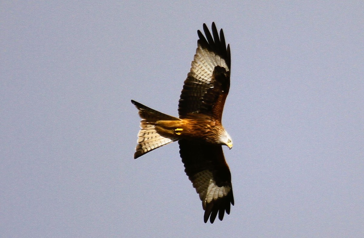 Red Kite - ML647706241