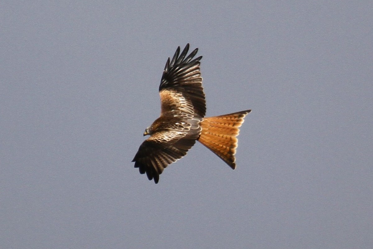 Red Kite - ML647706242