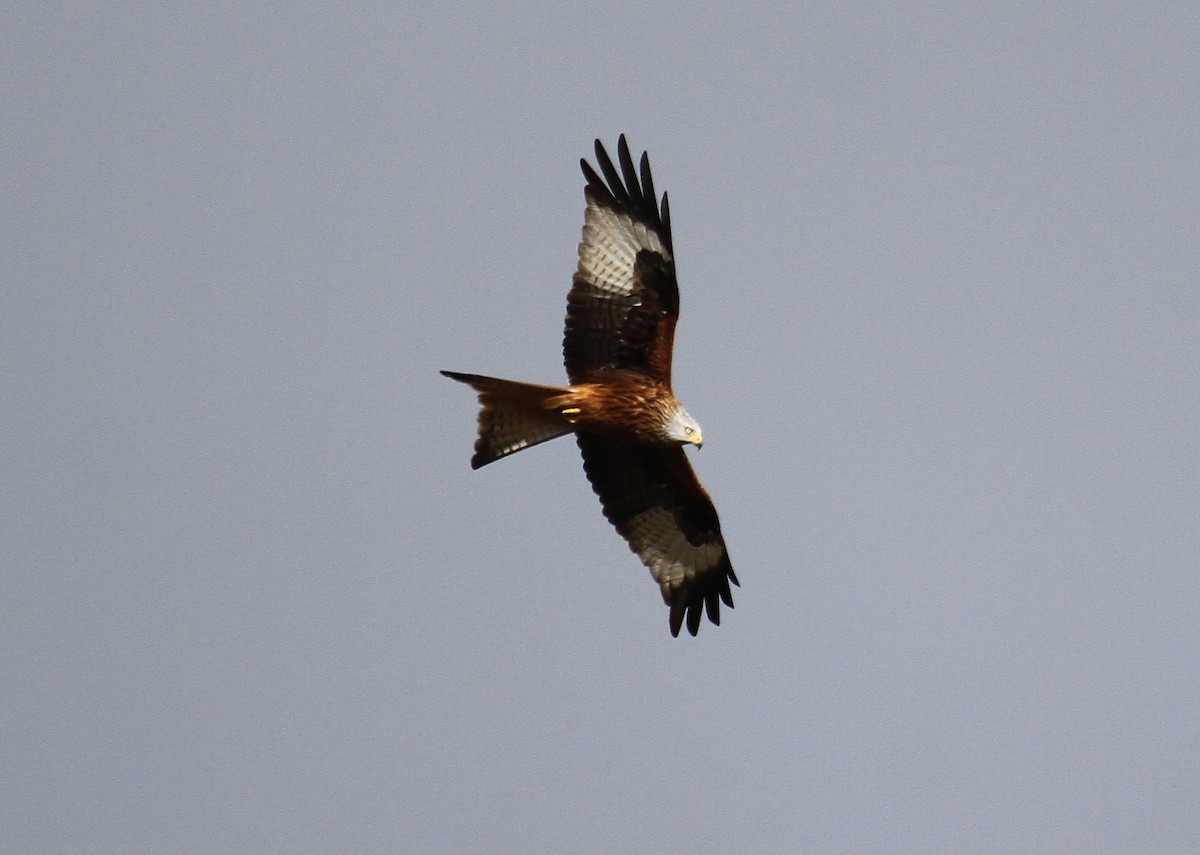 Red Kite - ML647706243