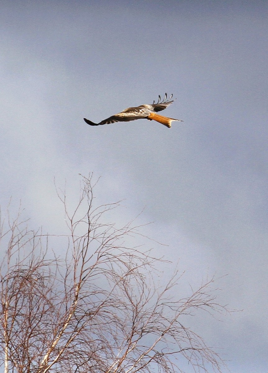 Red Kite - ML647706244