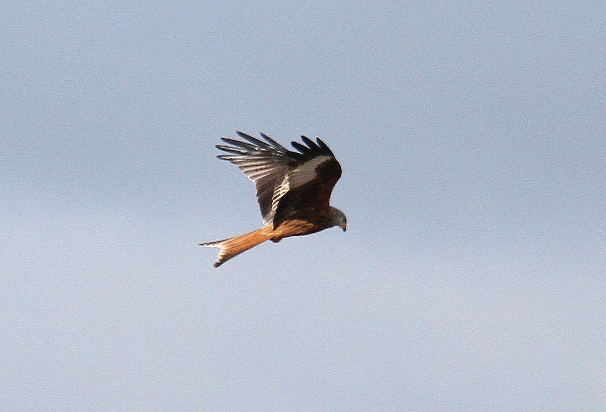 Red Kite - ML647706245