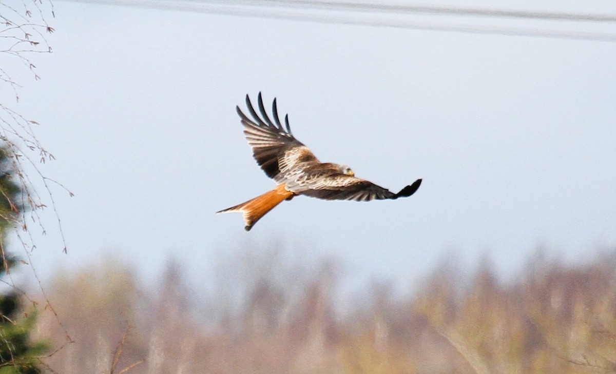 Red Kite - ML647706246
