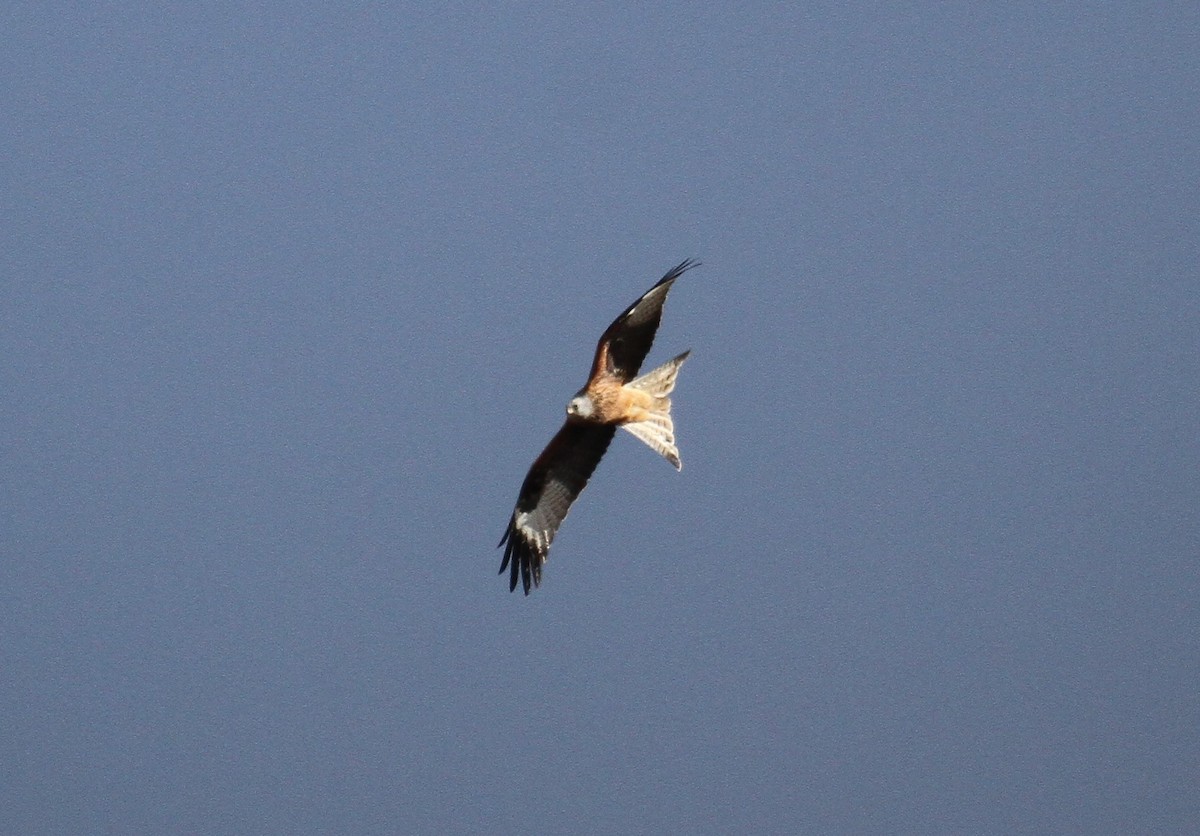 Red Kite - ML647706247
