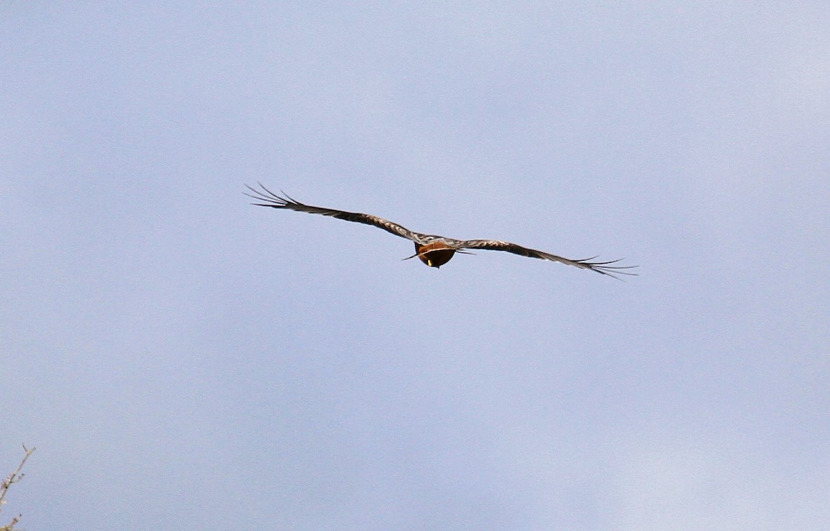 Red Kite - ML647706248