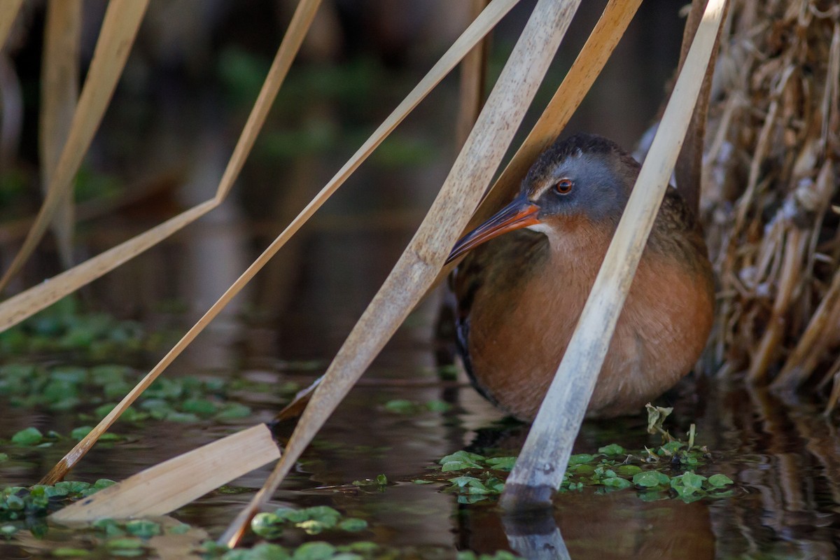 Virginia Rail - ML647706256
