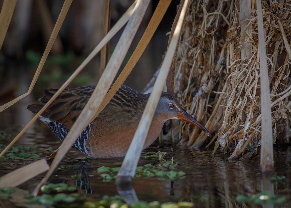 Virginia Rail - ML647706257