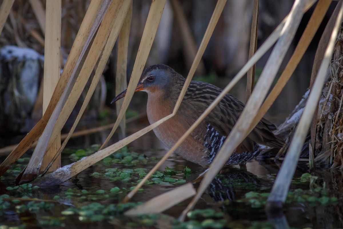 Virginia Rail - ML647706258