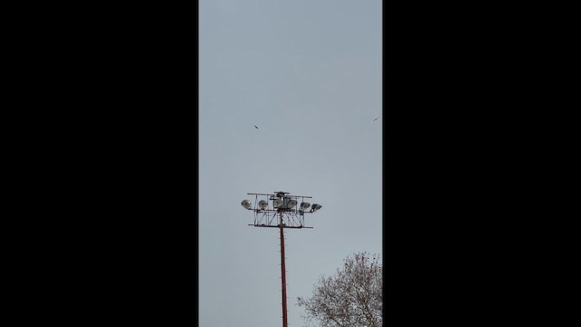 Канюк неоарктичний - ML647706398