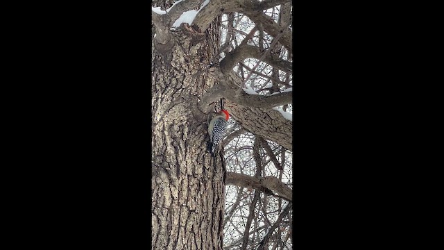 Гіла каролінська - ML647706427