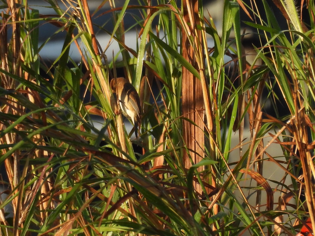 Indigo Bunting - ML647706459