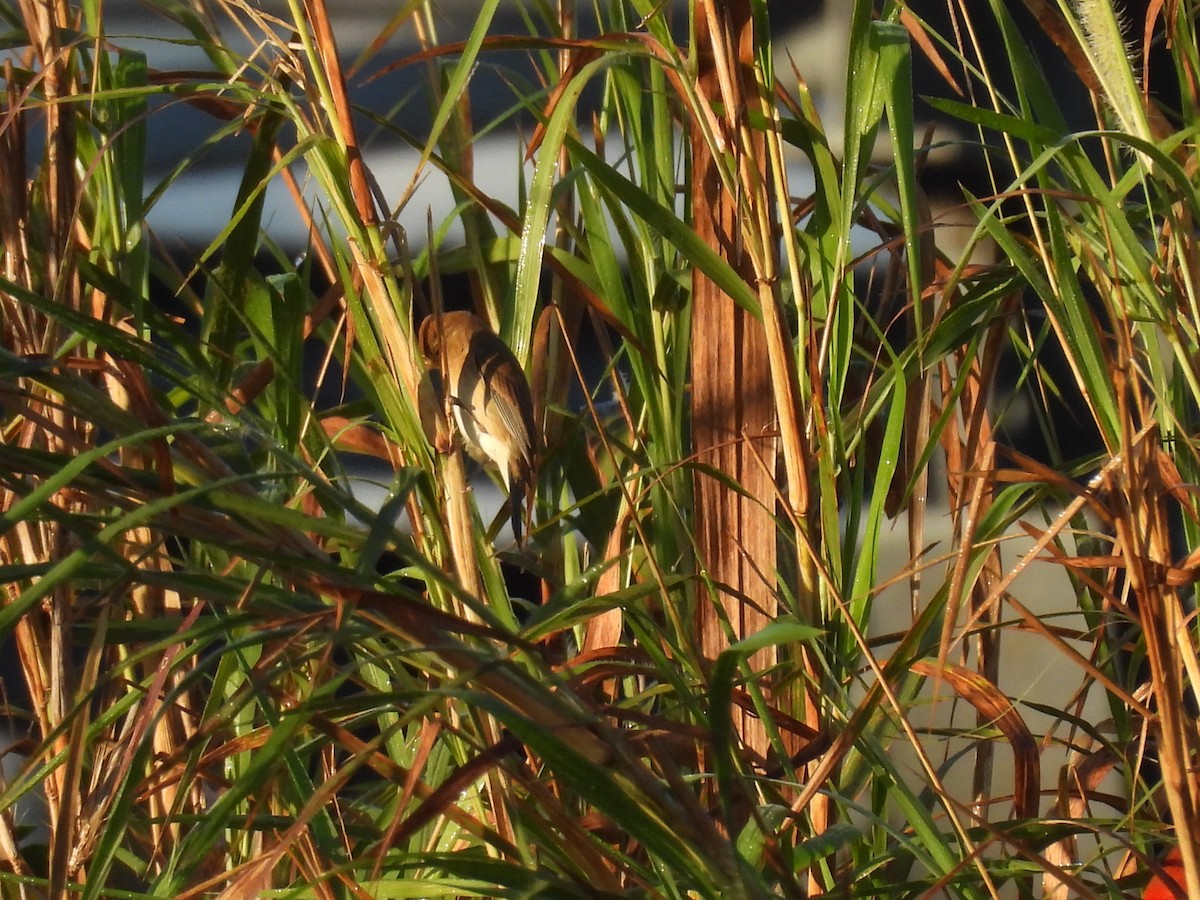 Indigo Bunting - ML647706460