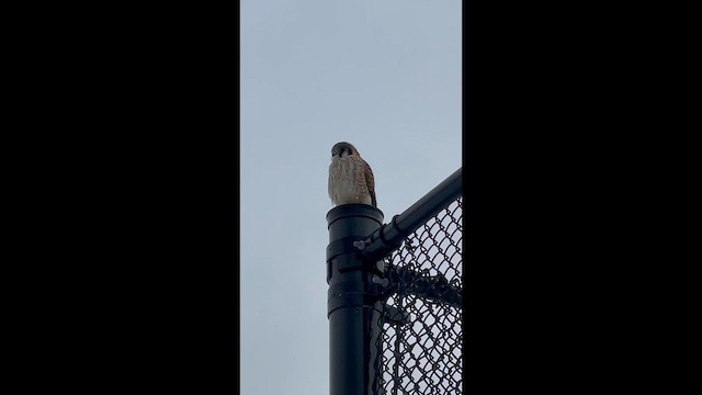 American Kestrel - ML647706471