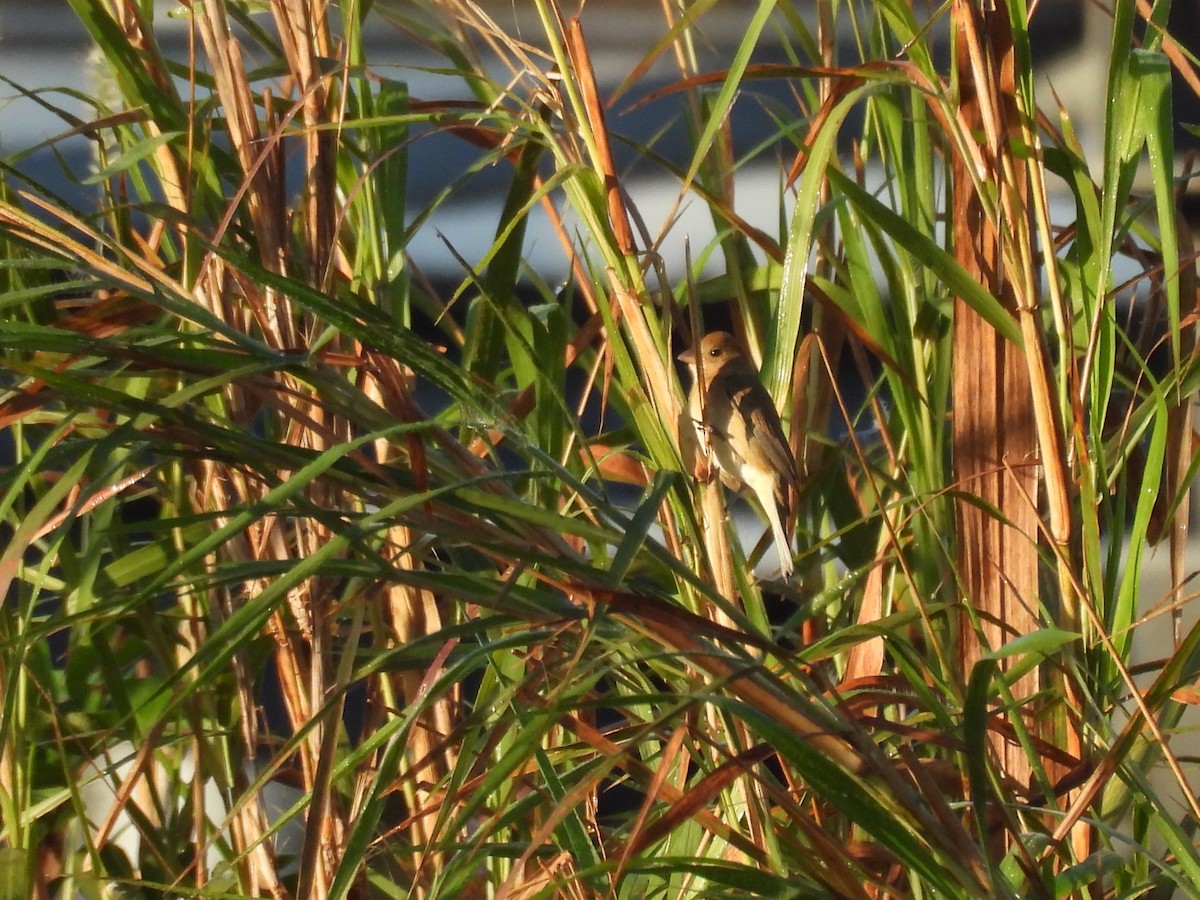 Indigo Bunting - ML647706472