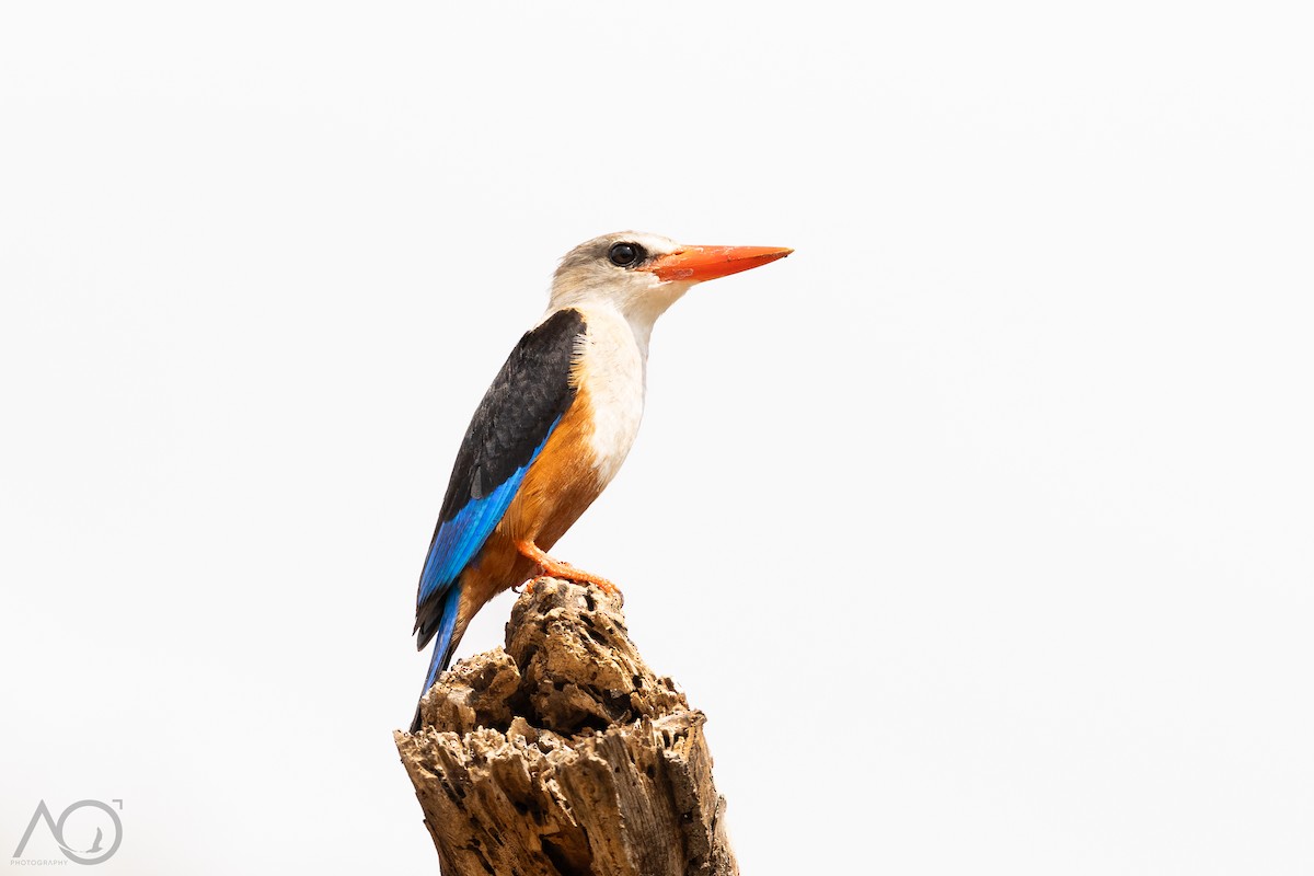 Gray-headed Kingfisher - ML647706474