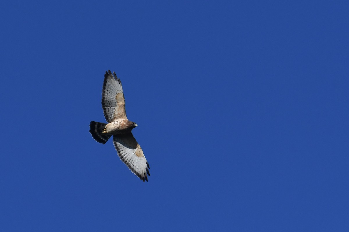 Канюк ширококрилий - ML647706498