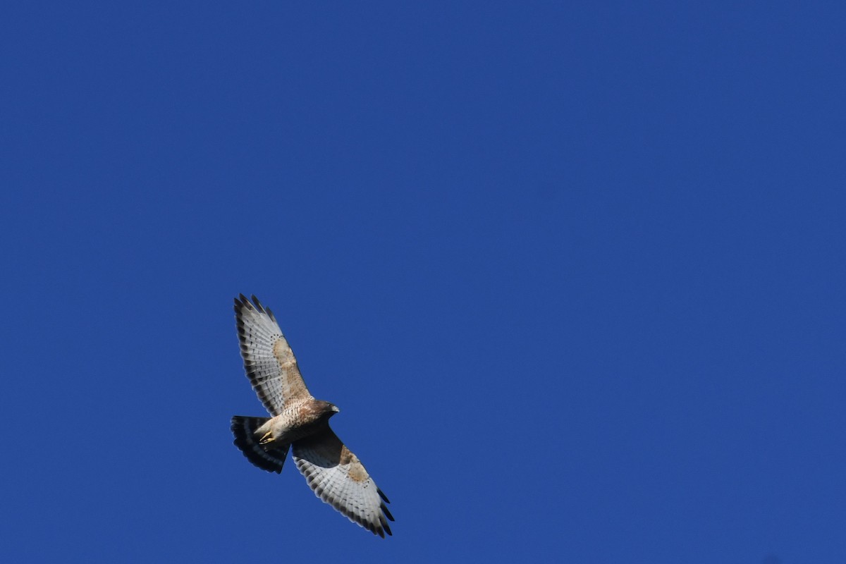 Канюк ширококрилий - ML647706516