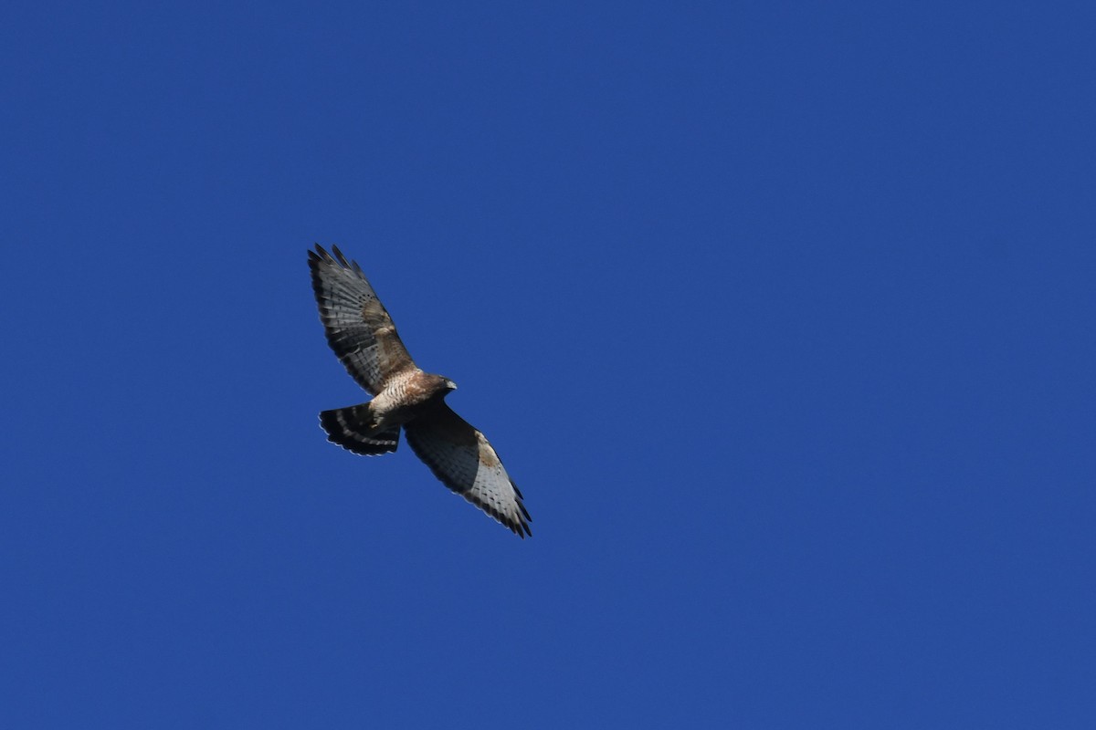 Канюк ширококрилий - ML647706528