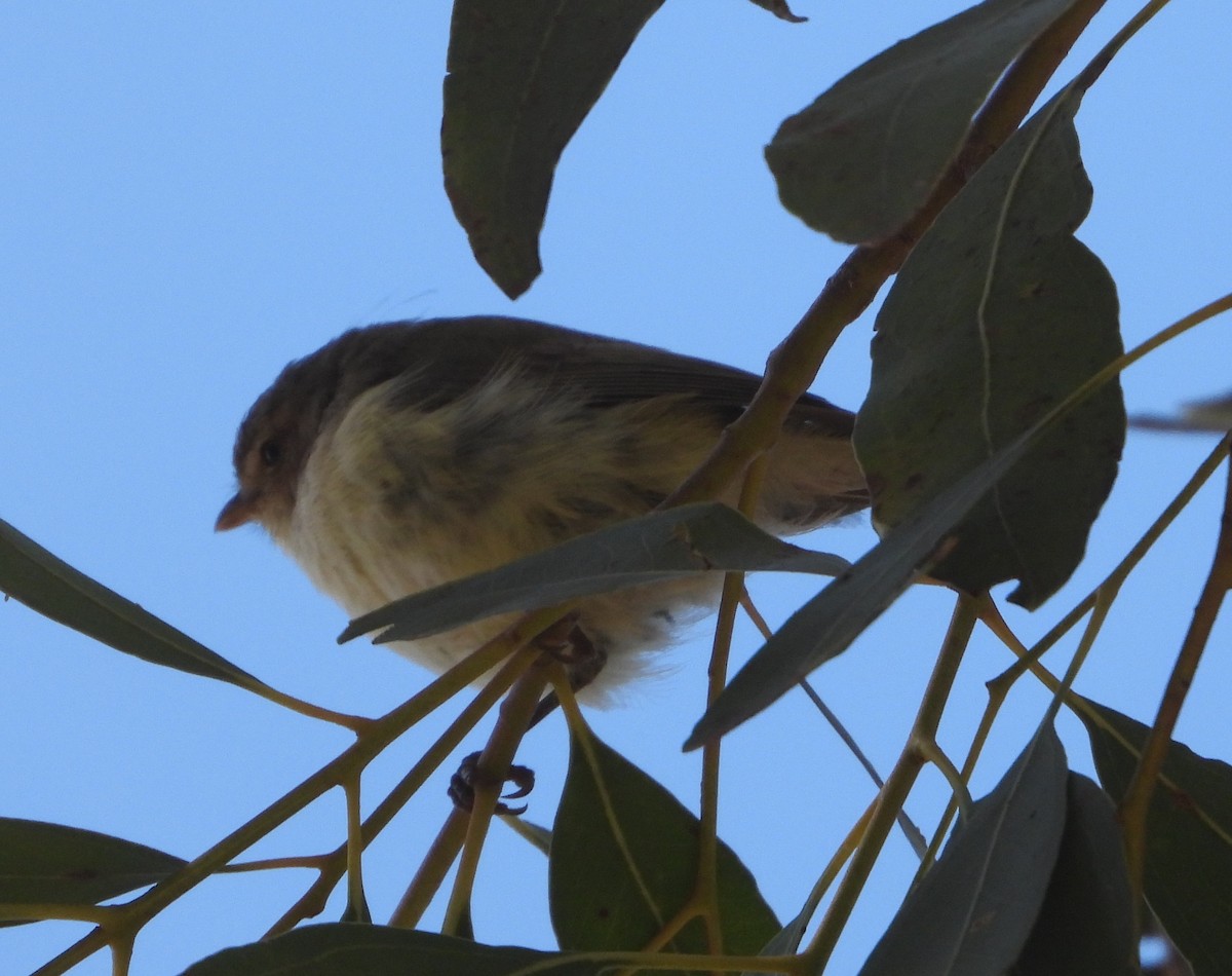 stumpnebb - ML647706533