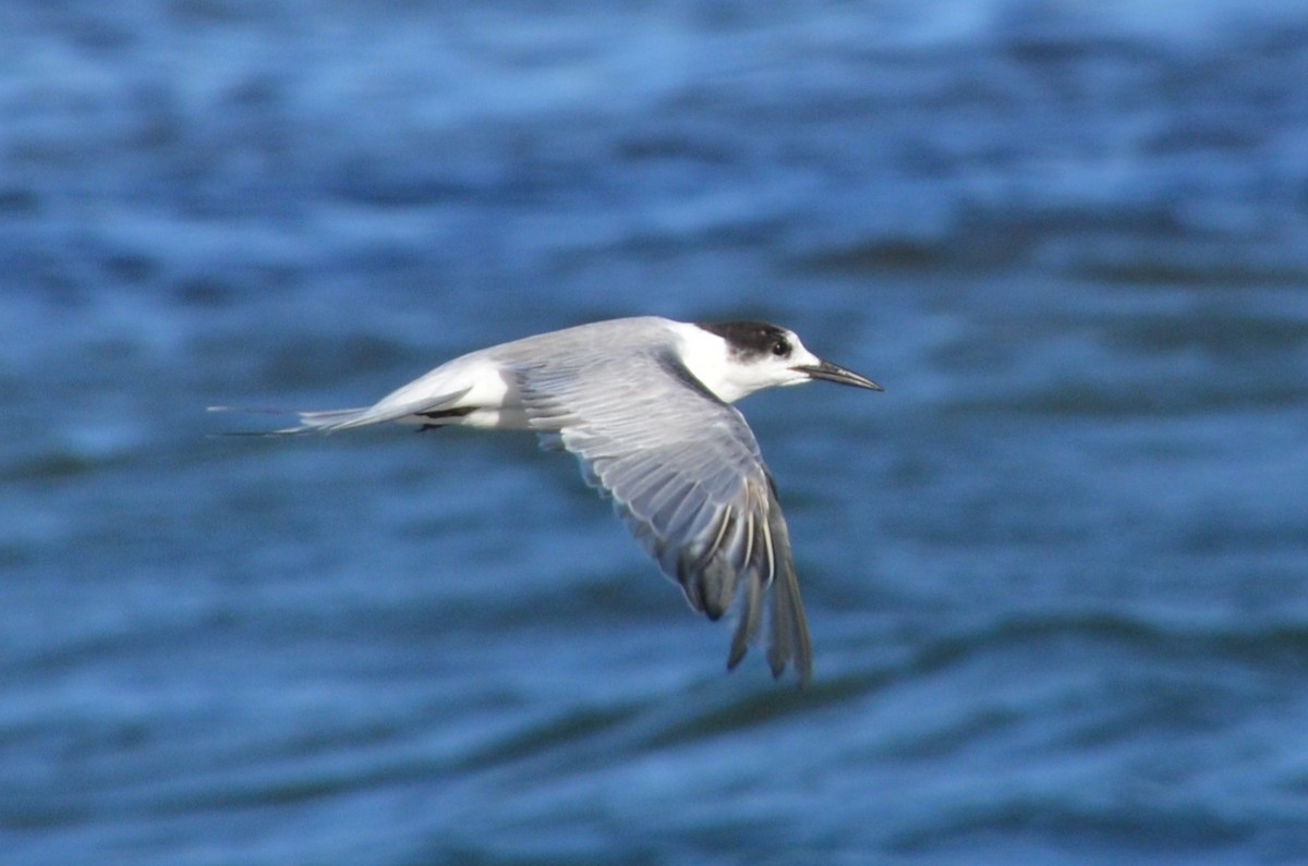Common Tern - ML647706542